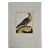 An Icelandic GyrFalcon: An 18th Century Hand-Colored Engraving by Martinet, 1770 For Sale