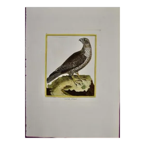 An Icelandic GyrFalcon: An 18th Century Hand-Colored Engraving by Martinet, 1770