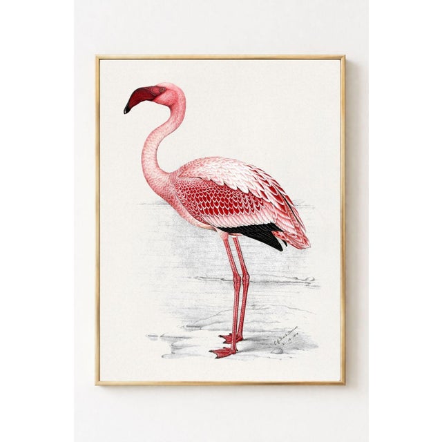 Lesser Flamingo vintage bird art print by C. G. Finch-Davies, a refined 1919 natural history illustration of...
