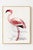 Lesser Flamingo vintage bird art print by C. G. Finch-Davies, a refined 1919 natural history illustration of...