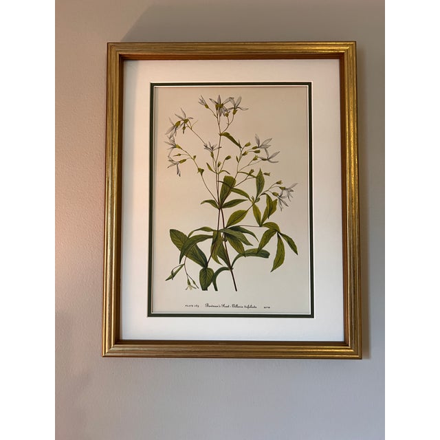 Mid-Century Modern Vintage Botanical Framed Set of 4 - Authentic 1953 Wild Flower For Sale - Image 3 of 8