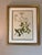 Mid-Century Modern Vintage Botanical Framed Set of 4 - Authentic 1953 Wild Flower For Sale - Image 3 of 8