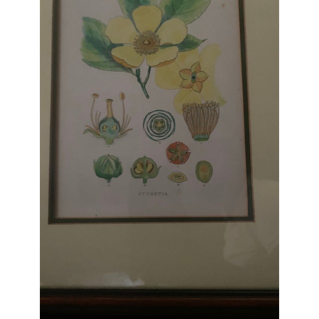 Green Antique Botanical Framed Print #140 Stuartia. Antique Framed Botanical Illustration of a Stuartia Flower. For Sale - Image 8 of 12