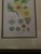 Green Mid-Century Framed Mark Catesby "Stuartia Silky Camellia" Botanical Print, Coffey & Thompson For Sale - Image 8 of 12