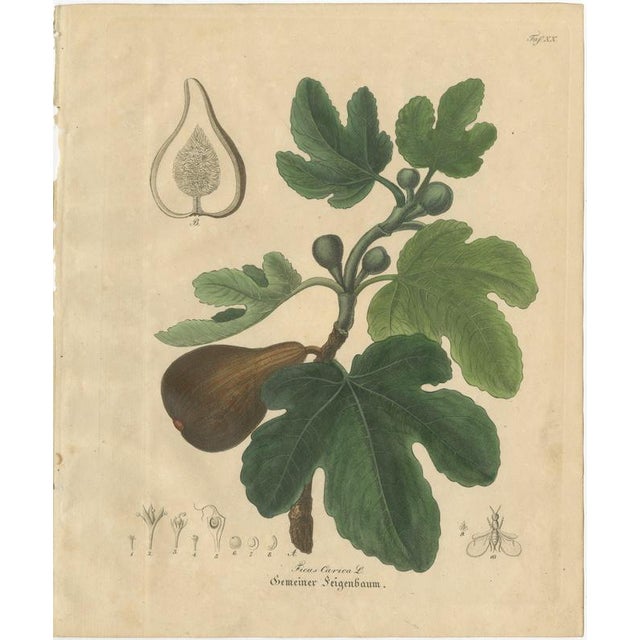 Antique Fig Botanical Print, Ficus Carica, Hand Colored, c.1831 This decorative botanical engraving illustrates Ficus...