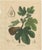 Antique Fig Botanical Print, Ficus Carica, Hand Colored, c.1831 This decorative botanical engraving illustrates Ficus...