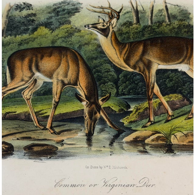 John James Audubon 1854 Audubon Common American Deer Hand-Colored Lithograph | Framed and Archivally Matted For Sale - Image 4 of 10