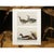 1966 Vintage Cottage Print "Gadwall Duck & Eared Grebe" After John James Audubon For Sale In Dallas - Image 6 of 7