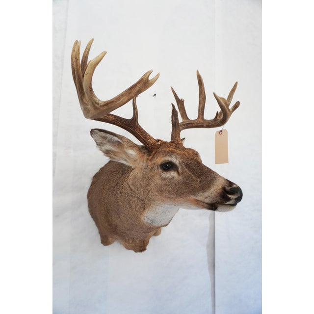 Animal Skin White Tail Deer Head & Shoulder Mount For Sale - Image 7 of 18