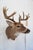Animal Skin White Tail Deer Head & Shoulder Mount For Sale - Image 7 of 18