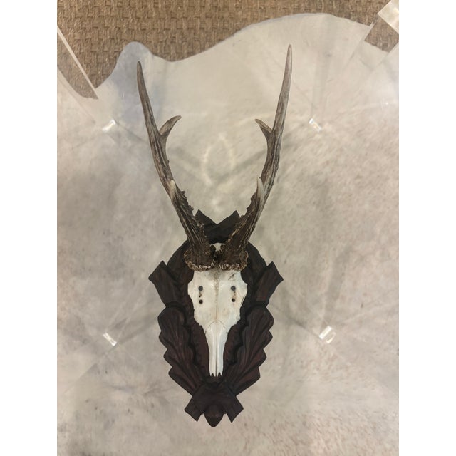 Antique Black Forest Roe Deer Trophy Antler Mount - (#2 of 3 Individual Mounts Listed) ***I have a grouping of 3 listed...