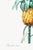 Vintage Pineapple Illustration, Botanical Art Print Reproduction, 20" X 30" For Sale - Image 9 of 10