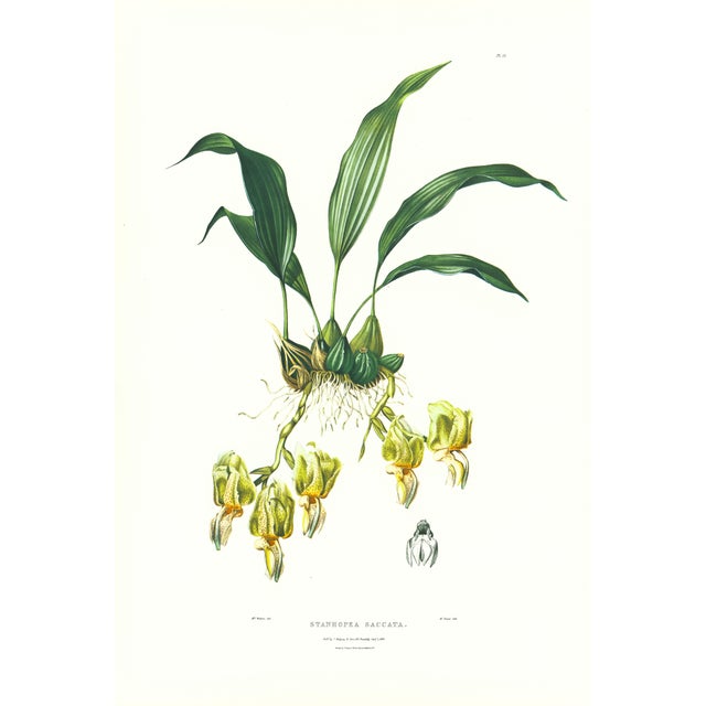 Large 1973 Orchid Flower Lithograph "Stanhopea Saccata" (Pouch-Lipped Saccata) After James Bateman For Sale