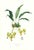 Large 1973 Orchid Flower Lithograph "Stanhopea Saccata" (Pouch-Lipped Saccata) After James Bateman For Sale