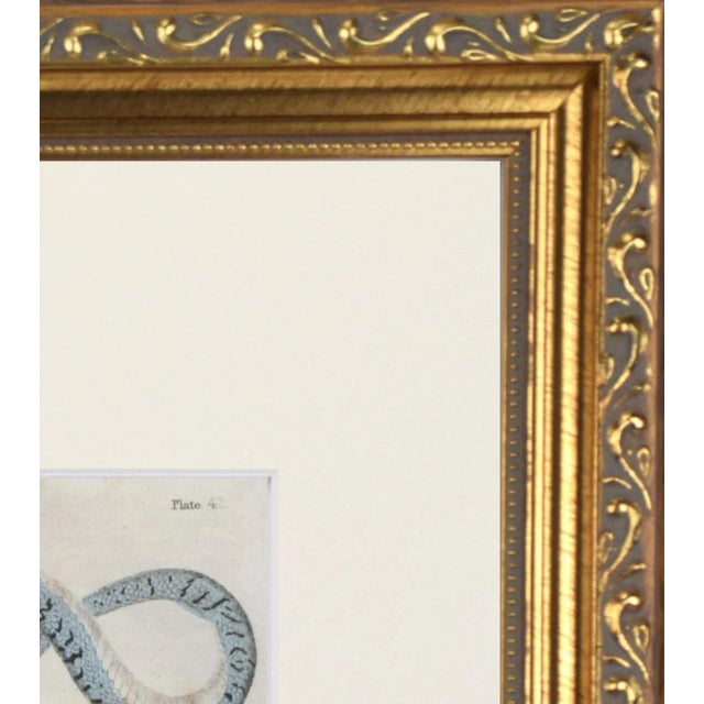 Early 19th Century 19th Century English Hand Colored Snake Engraving C.1820 For Sale - Image 5 of 5