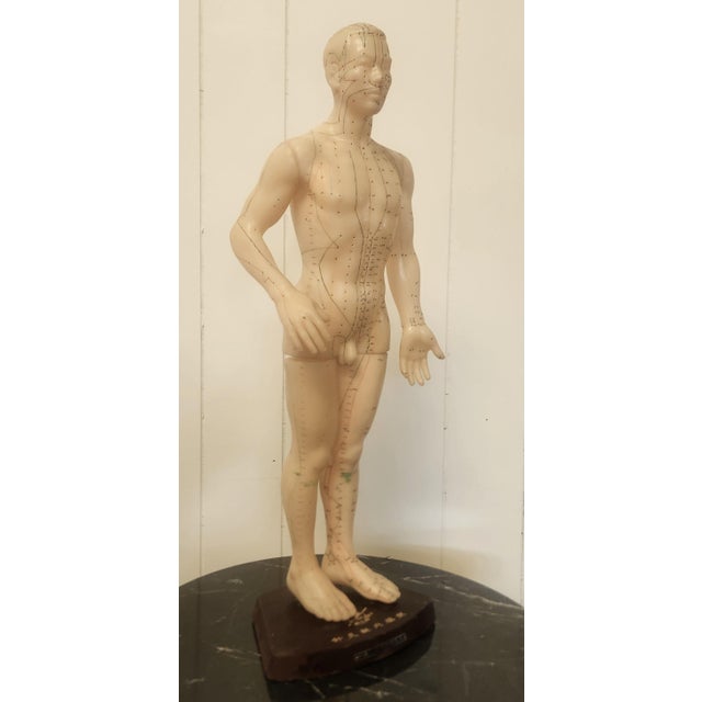 wonderful piece of old medical paraphernalia, 1950s Chinese acupuncture model depicting pressure points for wellness, soft...