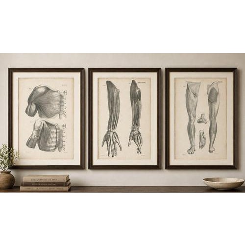 Title: Set of Three Original French Anatomical Lithographs by Jules Cloquet, Paris, 1821–1831 : An exceptional suite of...