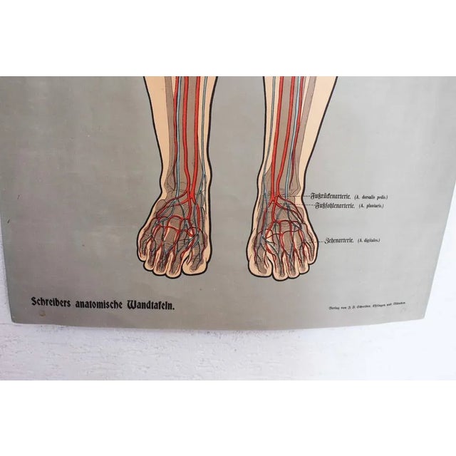 Illustration Anatomy Poster For Sale - Image 10 of 11