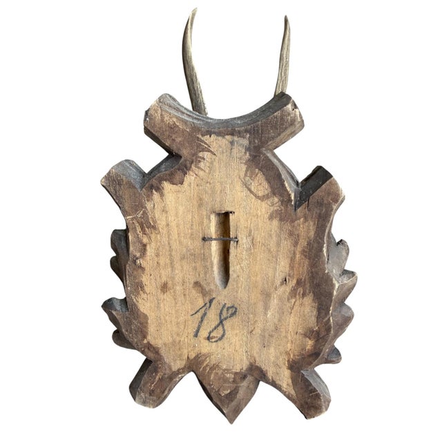 1930s Roe Deer Trophy 150 Black Forest Antlers For Sale - Image 5 of 5