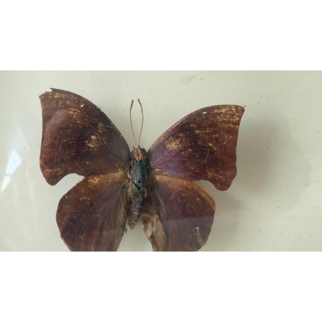 Brown Vintage 1970s Framed Morpho Butterfly Specimens, Pair For Sale - Image 8 of 12