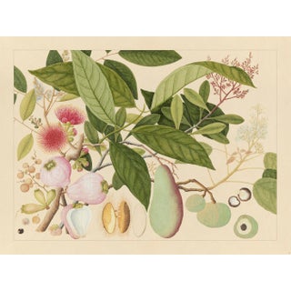 Golden Tropic Botanicals, Giclée Print #12 Reproduction For Sale