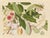 Golden Tropic Botanicals, Giclée Print #12 Reproduction For Sale