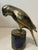 Stunning Mid Century Solid Brass Macaw Parrot Figure Regal Patina Decor Heavy For Sale - Image 9 of 12