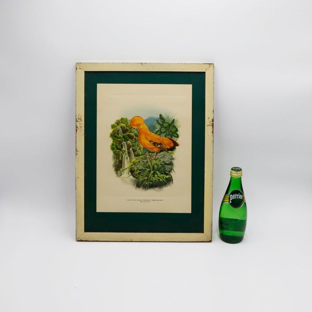 Illustration 1950s Cock Of The Rocks Original Print For Sale - Image 3 of 5