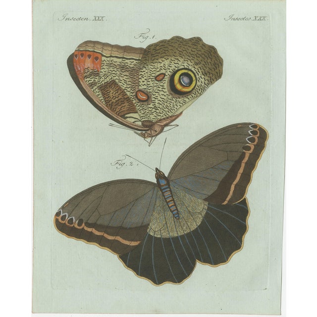 Bertuch, Two Exotic Butterflies, C. 1800, Engraving For Sale