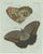 Bertuch, Two Exotic Butterflies, C. 1800, Engraving For Sale