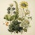 This fine art print reproduces a beautifully detailed 19th-century botanical illustration depicting an elegant arrangement...