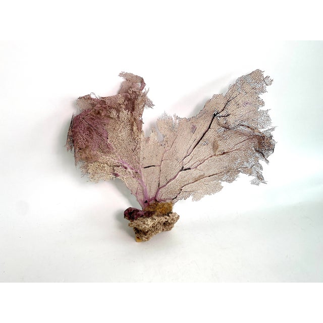 Natural Caribbean sea fan in shades of purple and pale ochre. I have searched years to source these rare beauties with...