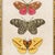 Contemporary Vintage Butterfly Art Print (1), Framed For Sale - Image 3 of 5