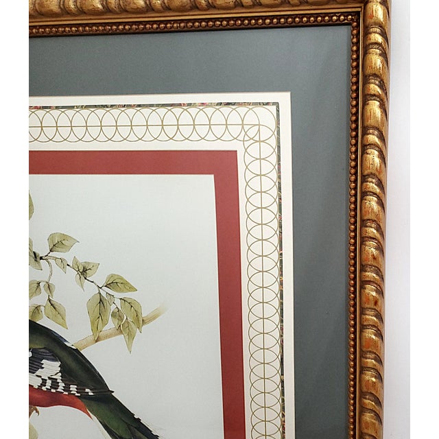 Print Large Reproduction Bird Framed For Sale In Miami - Image 6 of 11