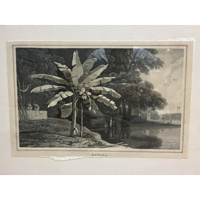 Decorative framed botanical landscape print by Natural Curiosities, featuring a reproduction of the historical...