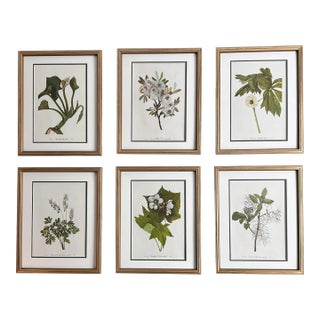 Framed Vintage Botanical Set of 6 -Authentic Vintage 1950s & 1960s Prints For Sale