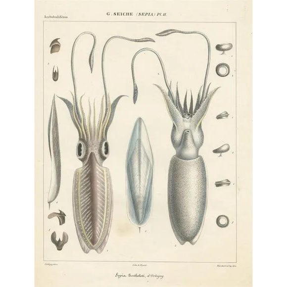 After d'Orbigny, Sepia Bertheloti or the African Cuttlefish, Print For Sale
