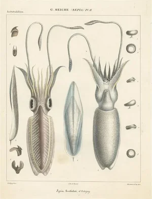 After d'Orbigny, Sepia Bertheloti or the African Cuttlefish, Print