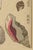 Not Yet Made - Made To Order Vintage Japanese Seashells, Woodblock Print Reproduction, 32" X 48" For Sale - Image 5 of 10
