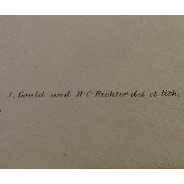 Illustration Hummingbird Lithograph After John Gould For Sale - Image 3 of 4