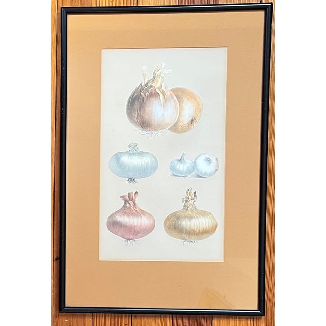 Antique 19th Century French Botanical Study - Collage of Onions For Sale - Image 9 of 9