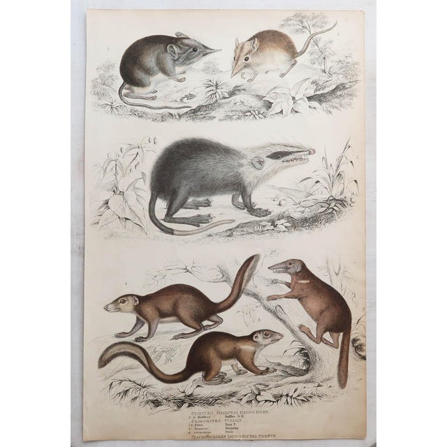 After Cpt. Brown, Big Cat Illustrations, 1835, Prints, Set of 12 For Sale - Image 8 of 14