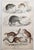 After Cpt. Brown, Big Cat Illustrations, 1835, Prints, Set of 12 For Sale - Image 8 of 14