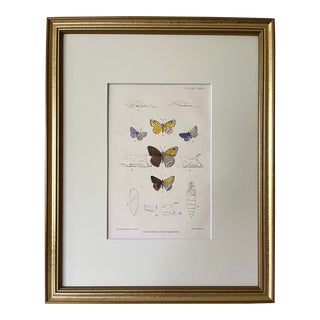 Antique Original Hand Colored Lithograph of Butterflies and Cucoons London 1870 For Sale