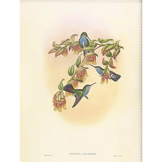 Realism Pair of John Gould Humming Bird Lithographs Prints 1st Edition Framed For Sale - Image 3 of 5