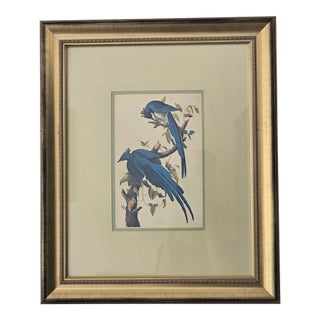Vintage Columbia Blue Jays on Branch Print For Sale