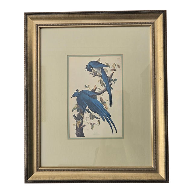 Vintage Columbia Blue Jays on Branch Print For Sale