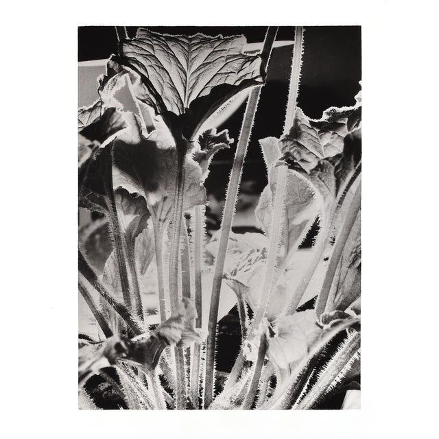L. E. Berka, Close-Up of a Plant, 1930, Signed Gelatin Silver Print For Sale - Image 7 of 7