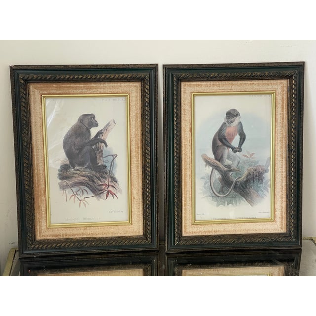 Antique Monkey Macau’s Chromolithographs Smith & Hnarth - a Pair For Sale - Image 4 of 9