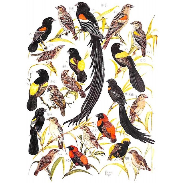 "The Birds of South Africa" 1944 Roberts, Dr. Austin For Sale In New York - Image 6 of 8